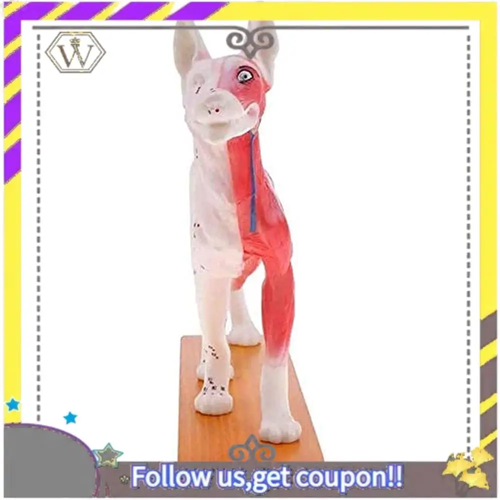 New Anatomical Dog Model Acupuncture Anatomy Acupuncture Point Model Of The Dog Body With 72 Acupuncture Points Study Model
New Anatomical Dog Model Acupuncture Anatomy Acupuncture Point Model Of The Dog Body With 72 Acupuncture Points Study Model
