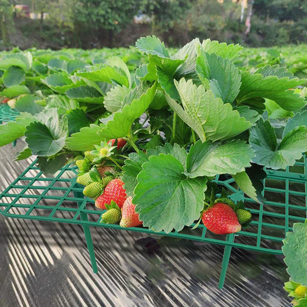 4 Pcs Strawberry Cultivation Stand 15x15cm Plant Holder Growing Support Bracket Green Climbing Rack Anti Rot Planter Garden
4 Pcs Strawberry Cultivation Stand 15x15cm Plant Holder Growing Support Bracket Green Climbing Rack Anti Rot Planter Garden