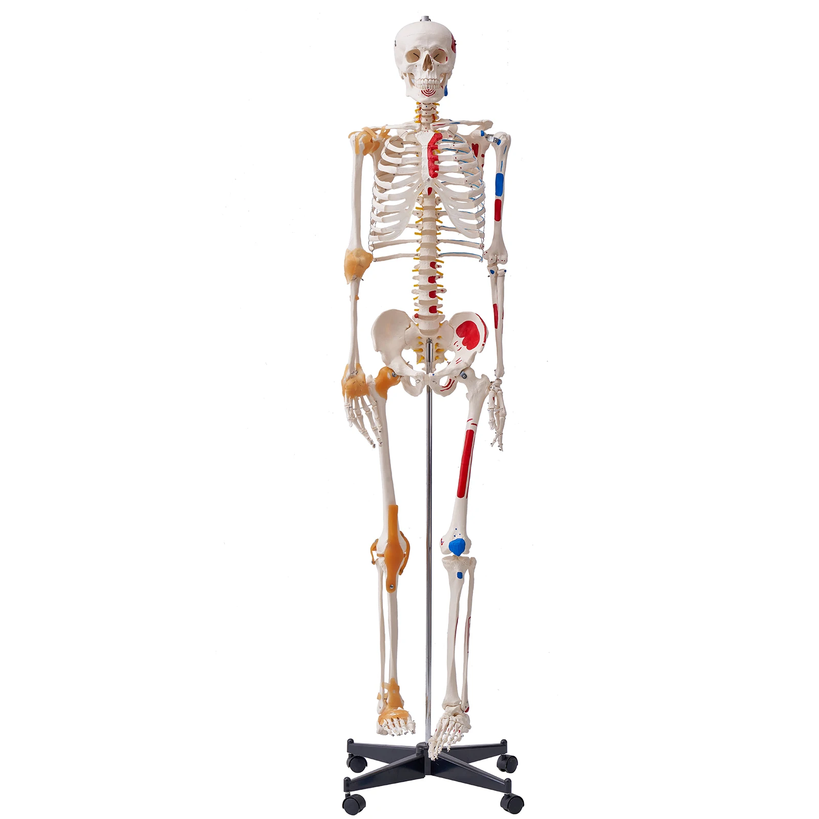 VEVOR Human Skeleton Model for Anatomy 71.65" Life Size PVC Anatomy Skeleton Model with Movable Arms Legs & Jaw for Teaching
VEVOR Human Skeleton Model for Anatomy 71.65" Life Size PVC Anatomy Skeleton Model with Movable Arms Legs & Jaw for Teaching