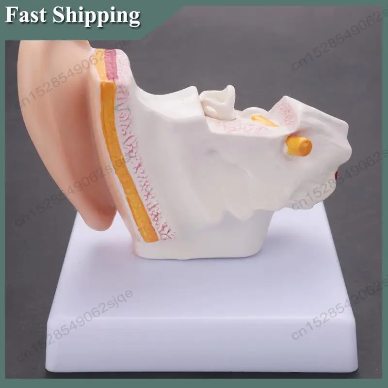 -ABKM 1.5 Times Human Ear Anatomy Model Showing Organs Structure Of The Central And External Ears Teaching Supplies
-ABKM 1.5 Times Human Ear Anatomy Model Showing Organs Structure Of The Central And External Ears Teaching Supplies