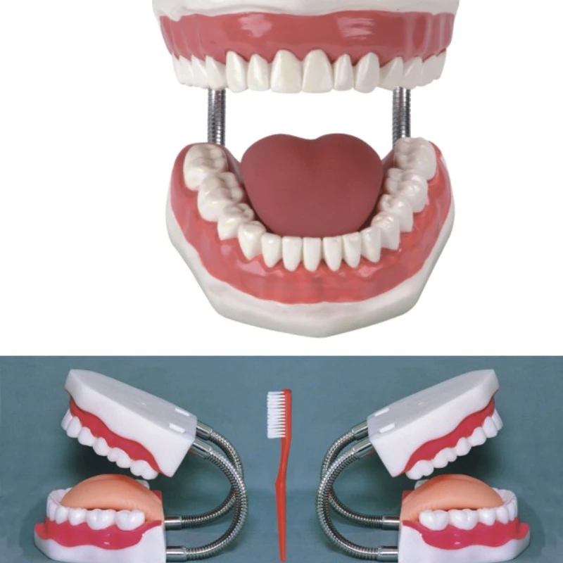 {Factory direct sales} Advanced oral and dental care and health care model
{Factory direct sales} Advanced oral and dental care and health care model