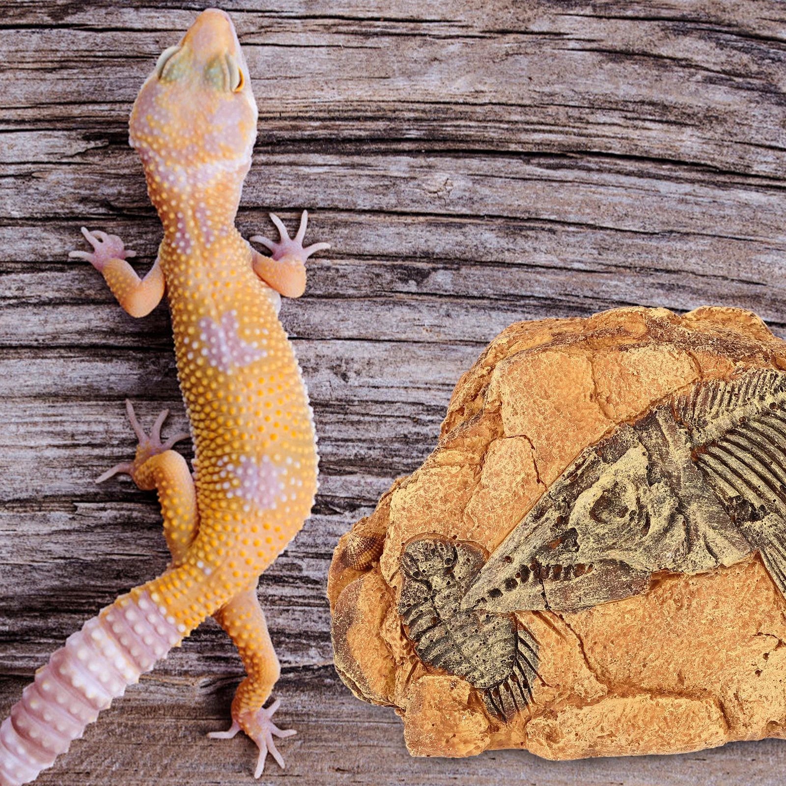 Reptile Hide Cave Easy Simple Use Hard Texture Lizard Hide and Cave Reptiles Terrarium Ornament Reptiles Hideout 
Reptile Hide Cave Easy Simple Use Hard Texture Lizard Hide and Cave Reptiles Terrarium Ornament Reptiles Hideout