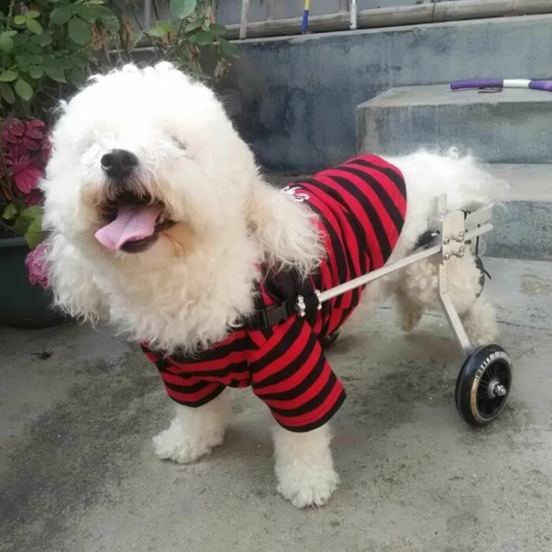 Adjustable Dog Wheelchair, Paralyzed Pets Mobility Scooter, Cat Rehabilitation Cart,Small Breed Support Harness Anti-Slip Design
Adjustable Dog Wheelchair, Paralyzed Pets Mobility Scooter, Cat Rehabilitation Cart,Small Breed Support Harness Anti-Slip Design