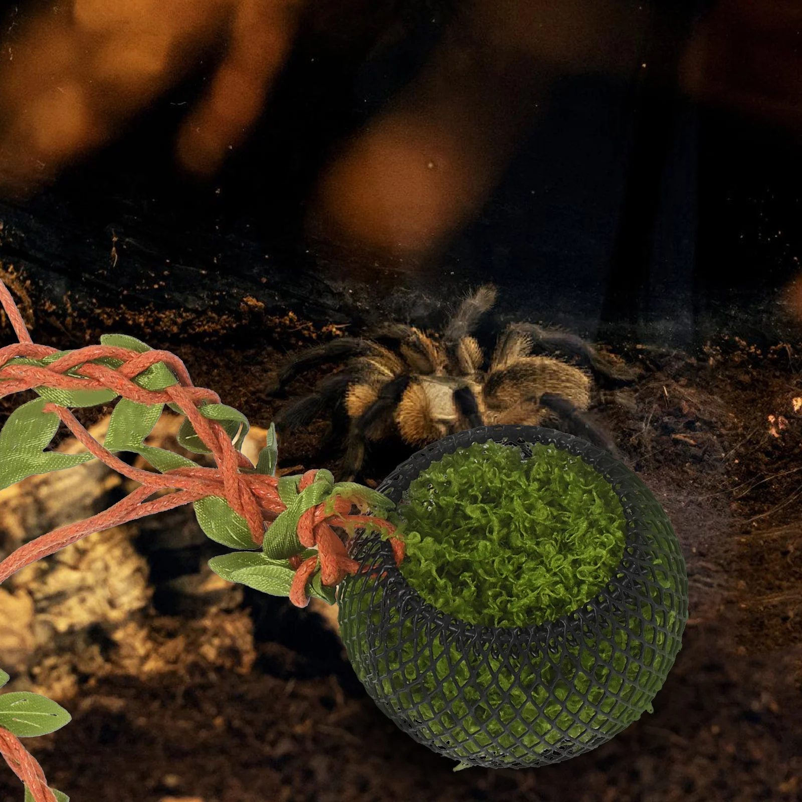 Jumping Spider Hideout: Mini Enclosure With Artificial Vine Climbing Accessory For Terrarium Decoration Enrichment Shelter Hide
Jumping Spider Hideout: Mini Enclosure With Artificial Vine Climbing Accessory For Terrarium Decoration Enrichment Shelter Hide