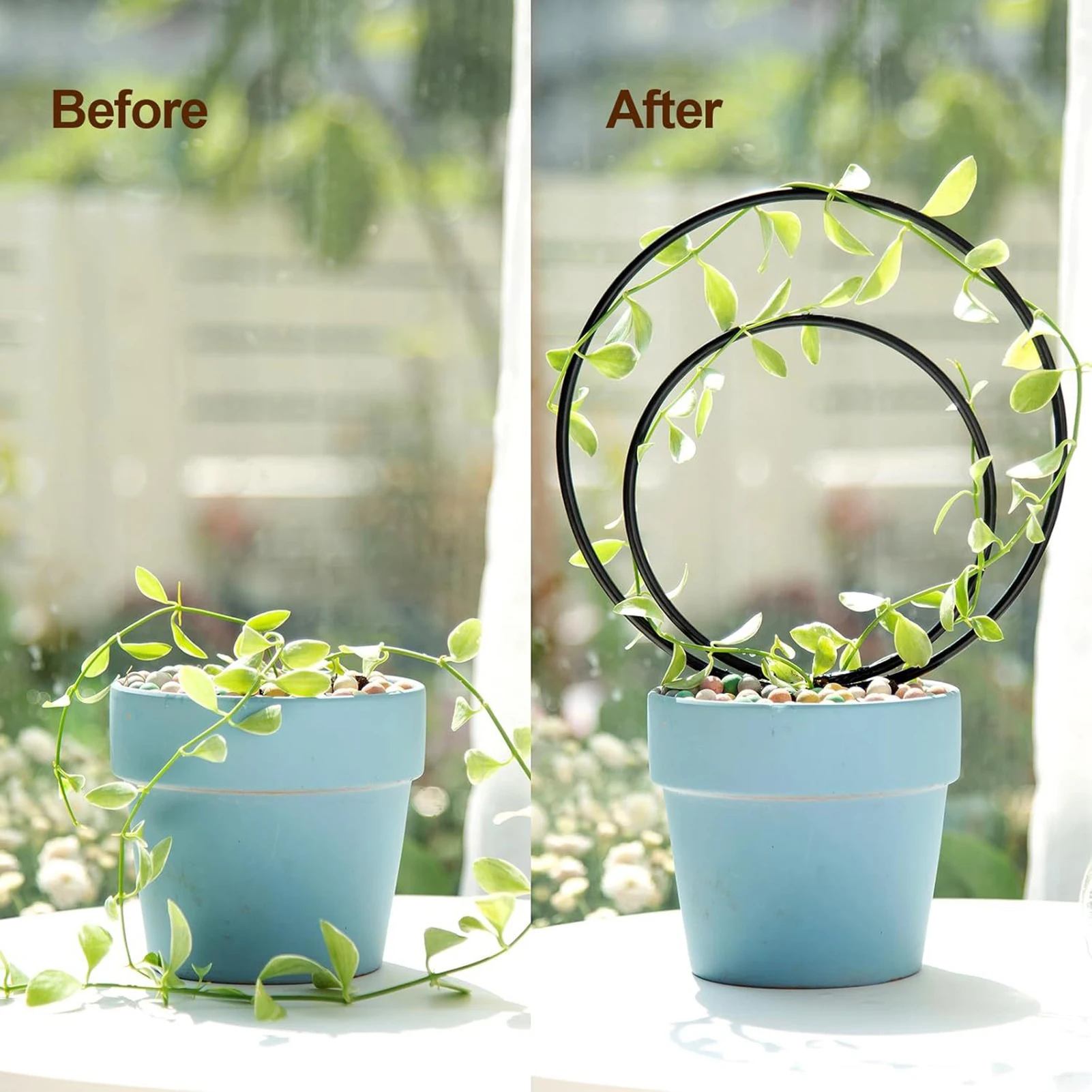 3PCS Iron Plant Climbing Frame Round Heart Shape Design for Turtle Vine-Clematis
3PCS Iron Plant Climbing Frame Round Heart Shape Design for Turtle Vine-Clematis