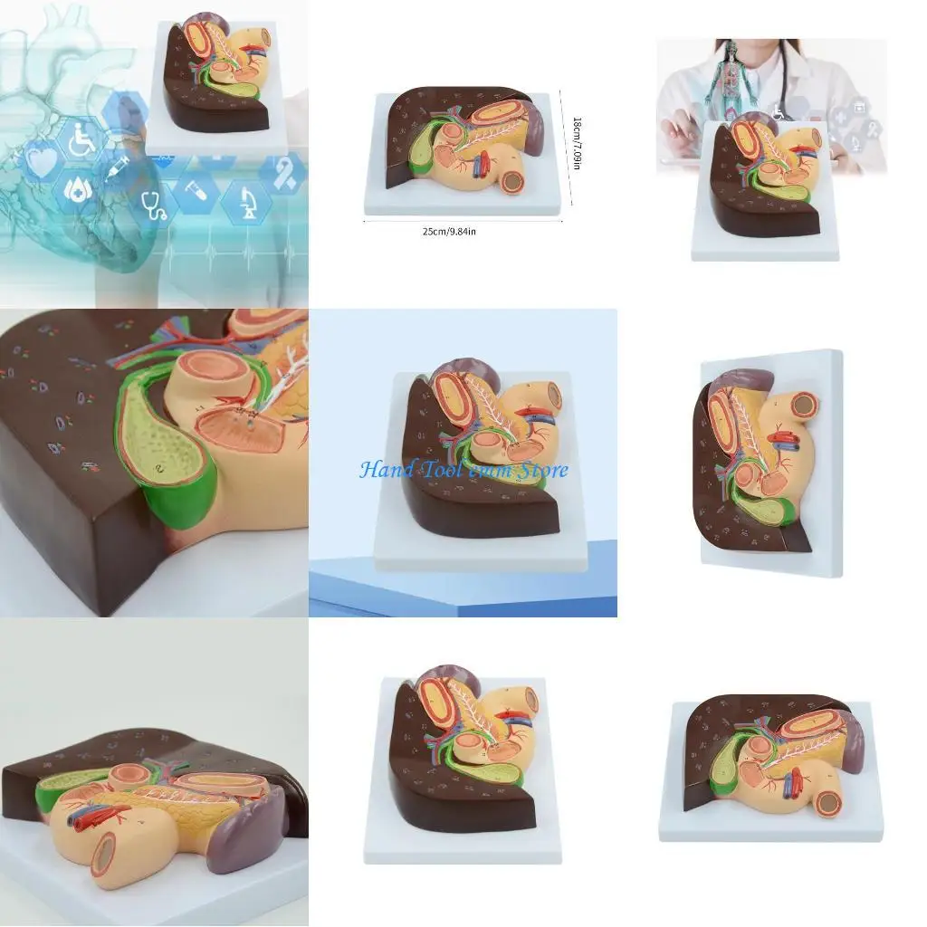 H37F Liver Pancreas Anatomy Model Educational
H37F Liver Pancreas Anatomy Model Educational