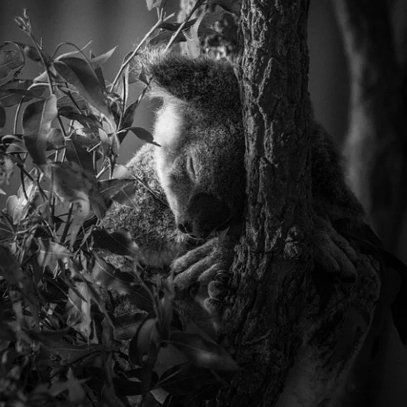 119 мм 1,9-дюймовые резиновые шины для колес, шины для восхождения для 1/10 RC гусеничного автомобиля, осевой SCX10 90046 TRX4 Redcat Gen8 
119 мм 1,9-дюймовые резиновые шины для колес, шины для восхождения для 1/10 RC гусеничного автомобиля, осевой SCX10 90046 TRX4 Redcat Gen8