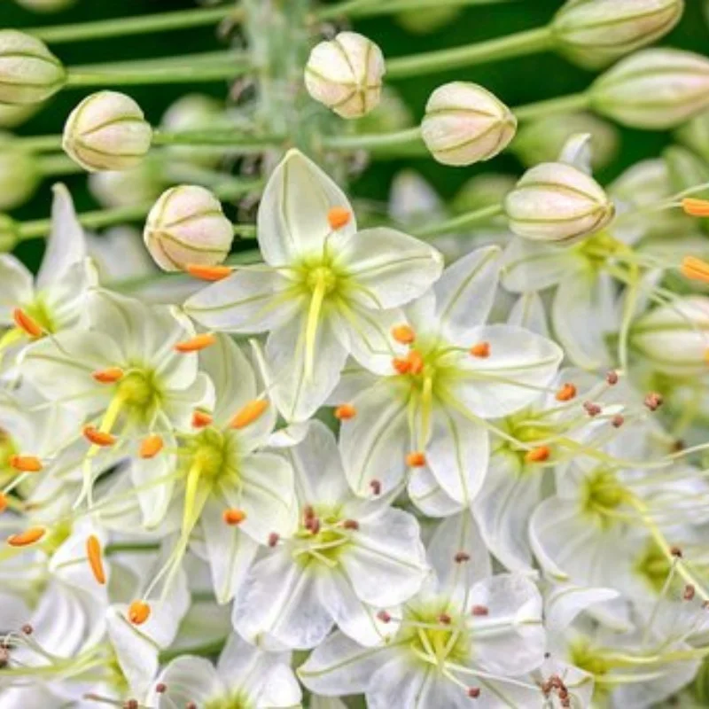 7760 Алюминиевое переднее и заднее крепление двигателя для быстрой разборки деталей радиоуправляемого автомобиля Trxs 6S 8S 1/6 XRT 78086-4 1/5 XMAXX X-maxx Обновление 
7760 Алюминиевое переднее и заднее крепление двигателя для быстрой разборки деталей радиоуправляемого автомобиля Trxs 6S 8S 1/6 XRT 78086-4 1/5 XMAXX X-maxx Обновление