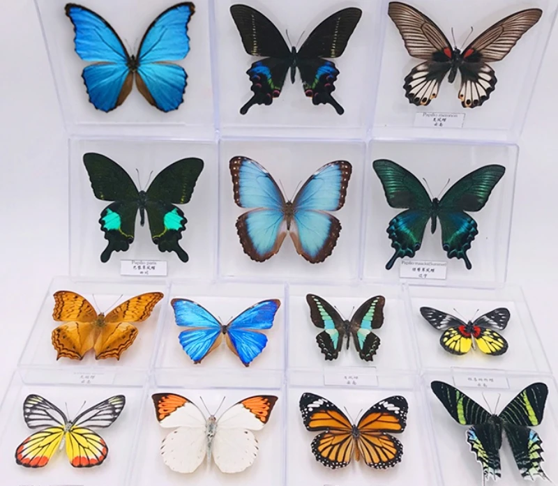 Real butterfly specimen Ornament Insect specimen student teaching Research Birthday gift Home Furnishing decoration
Real butterfly specimen Ornament Insect specimen student teaching Research Birthday gift Home Furnishing decoration