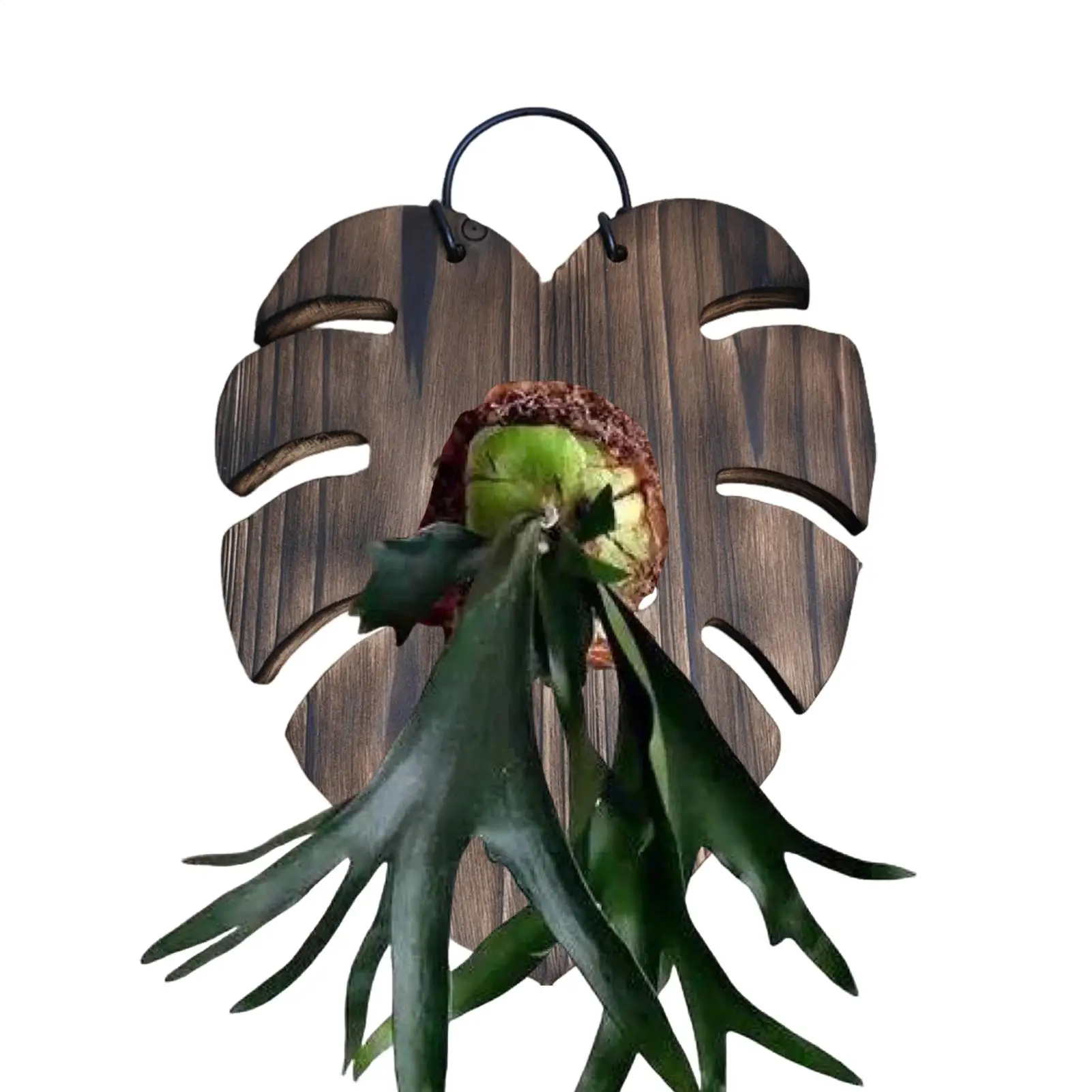 Deer Fern Wall Mounting Planter Plate Monstera Leaf Shape Flower Holder Wooden Panel Wall Vase Tropical Plant Home Decoration
Deer Fern Wall Mounting Planter Plate Monstera Leaf Shape Flower Holder Wooden Panel Wall Vase Tropical Plant Home Decoration