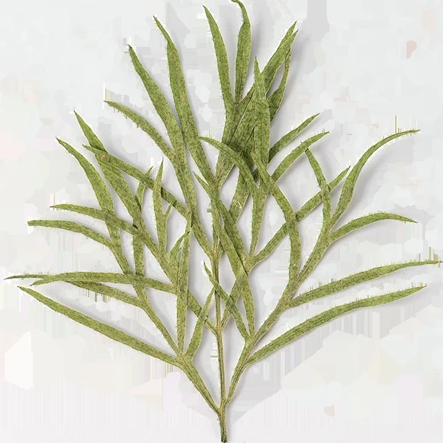 96Pcs Gesang Flower Leaves, Pressed Flowers, Dried Flower Plant Specimens, Tree Leaves, Handmade Stickers, Resin DIY Bookmark Materials
96Pcs Gesang Flower Leaves, Pressed Flowers, Dried Flower Plant Specimens, Tree Leaves, Handmade Stickers, Resin DIY Bookmark Materials
