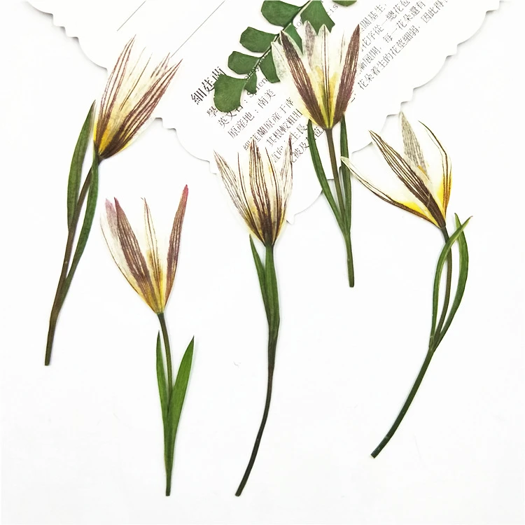 100Pcs Wild Lily Dried Flower Petals Natural Plant Specimens Resin DIY Handmade Beauty and Nail Art Materials
100Pcs Wild Lily Dried Flower Petals Natural Plant Specimens Resin DIY Handmade Beauty and Nail Art Materials