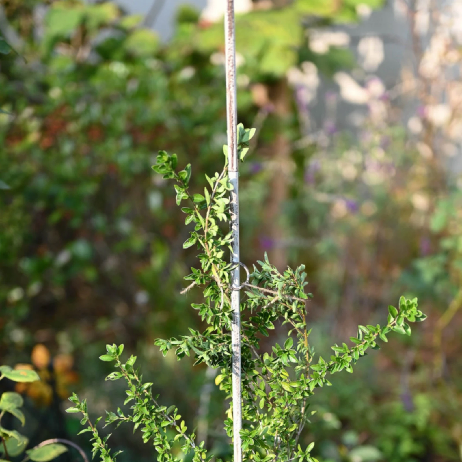 Decorative Support Stake Three-Section Cockerel Stake Butterfly Yard Ornament Circular Hoop Details for Climbing Plants
Decorative Support Stake Three-Section Cockerel Stake Butterfly Yard Ornament Circular Hoop Details for Climbing Plants