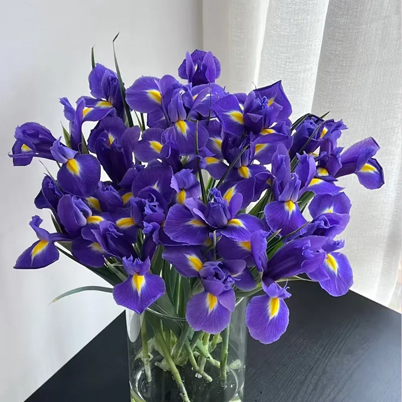 Niche rare imported varieties Purple iris flowers Yunnan straight hair Indoor water-raised flower arrangement SF Air freight
Niche rare imported varieties Purple iris flowers Yunnan straight hair Indoor water-raised flower arrangement SF Air freight