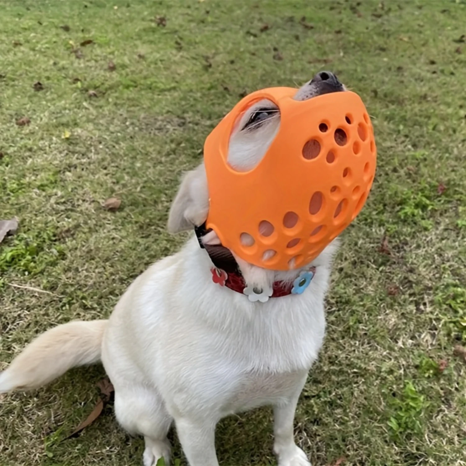 Bulldog Mouth Cover, Soft Adjustable Dog Muzzle, Anti-biting Anti-chewing Dog Mouth Basket For Short Snout Dogs
Bulldog Mouth Cover, Soft Adjustable Dog Muzzle, Anti-biting Anti-chewing Dog Mouth Basket For Short Snout Dogs
