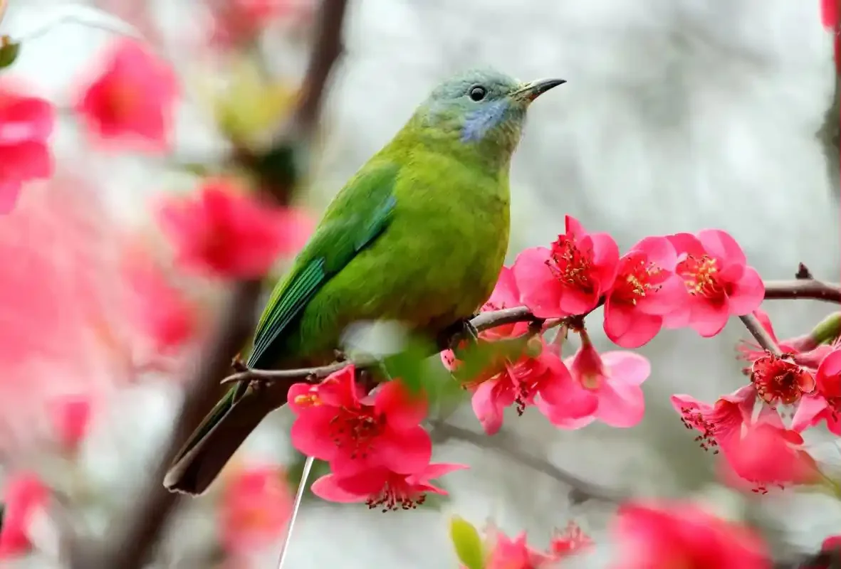 304 Stainless Steel 18ounce & 28ounce American Style Boston Shaker Cocktail Shaker Tin/Tin Shaker Bar tool
304 Stainless Steel 18ounce & 28ounce American Style Boston Shaker Cocktail Shaker Tin/Tin Shaker Bar tool