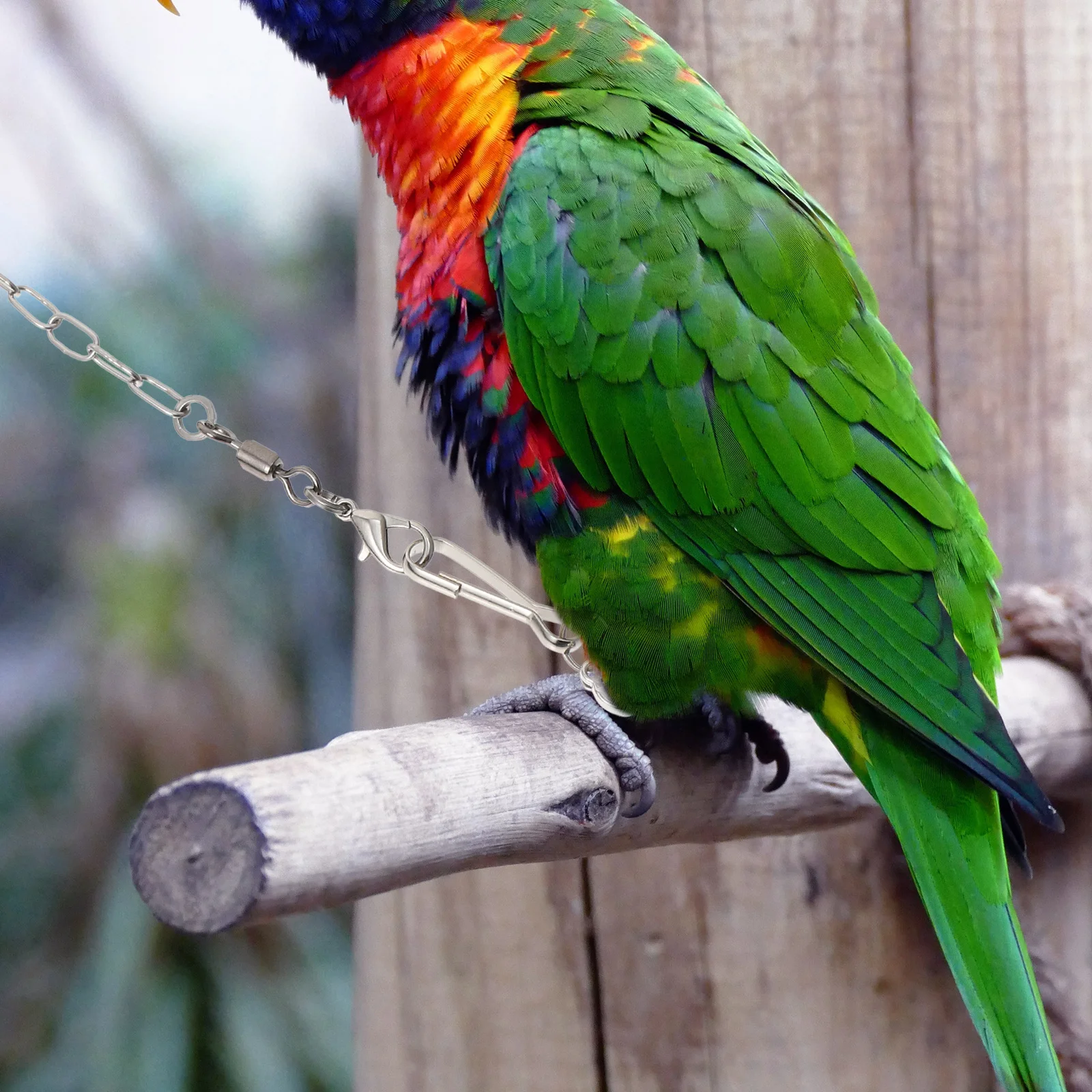 1Set Appearance Birds Lock Chain Increase High Grade Sense Proper Circle Keep Birds Close Stainless Steel
1Set Appearance Birds Lock Chain Increase High Grade Sense Proper Circle Keep Birds Close Stainless Steel