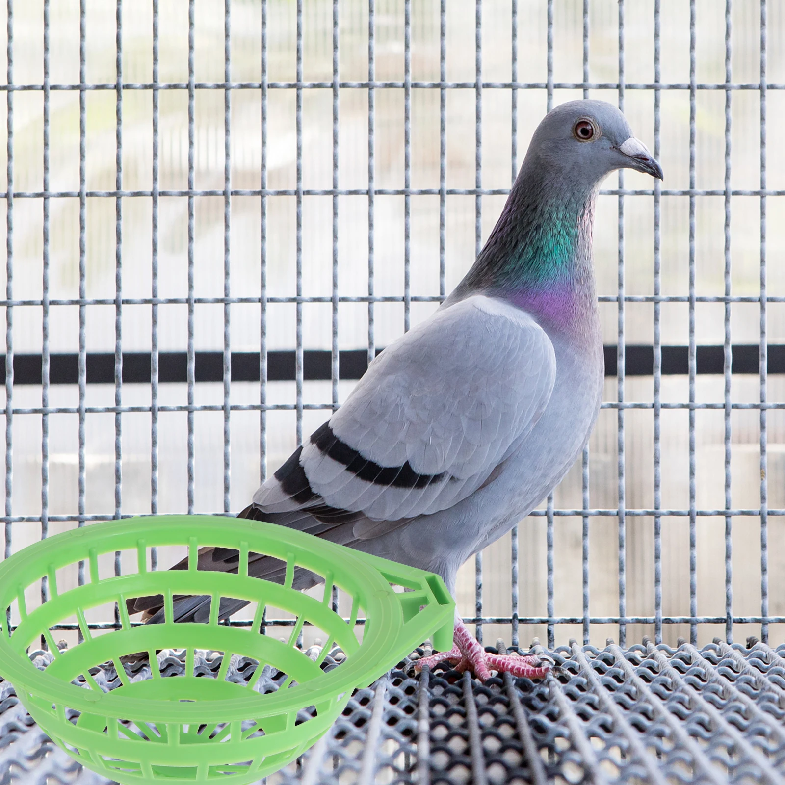 2PCS Large Bird Nest Basin Green Suitable Home Pet Store Easy Install Plastic Pigeon Supplies Stable Long Service
2PCS Large Bird Nest Basin Green Suitable Home Pet Store Easy Install Plastic Pigeon Supplies Stable Long Service