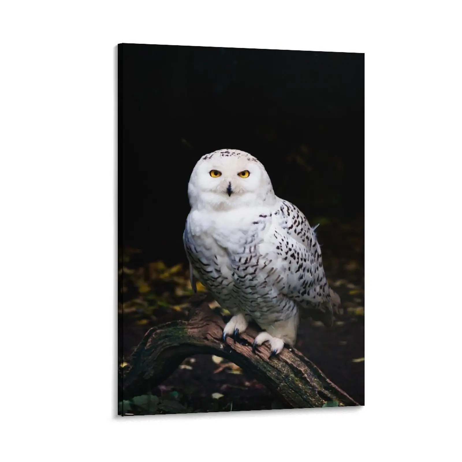 Majestic winter snowy owl Canvas Painting Decoration room decorations for girls Wall decoration poster
Majestic winter snowy owl Canvas Painting Decoration room decorations for girls Wall decoration poster