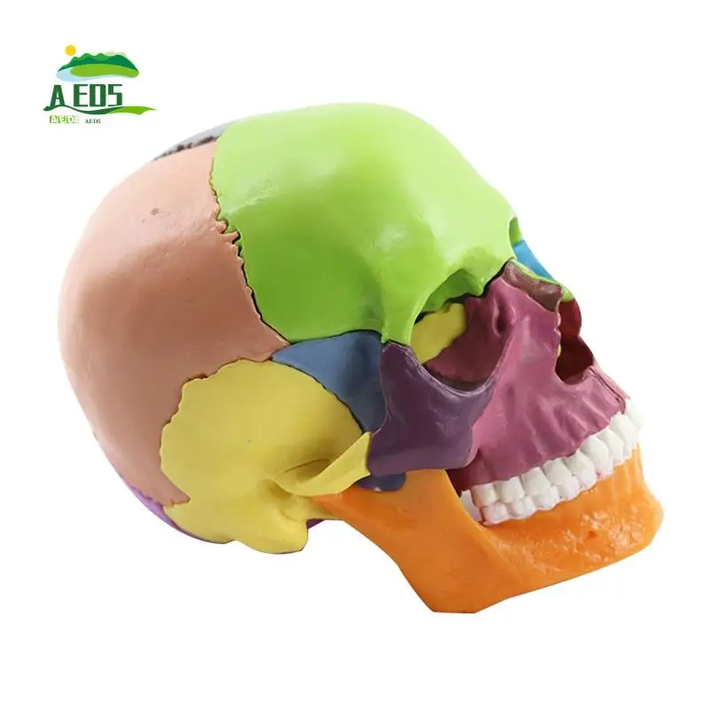 AED5--Skull Human Body Model Education Skull Model 1:2 For Student Teaching Study Assembling Model Easy To Use Multicolor
AED5--Skull Human Body Model Education Skull Model 1:2 For Student Teaching Study Assembling Model Easy To Use Multicolor