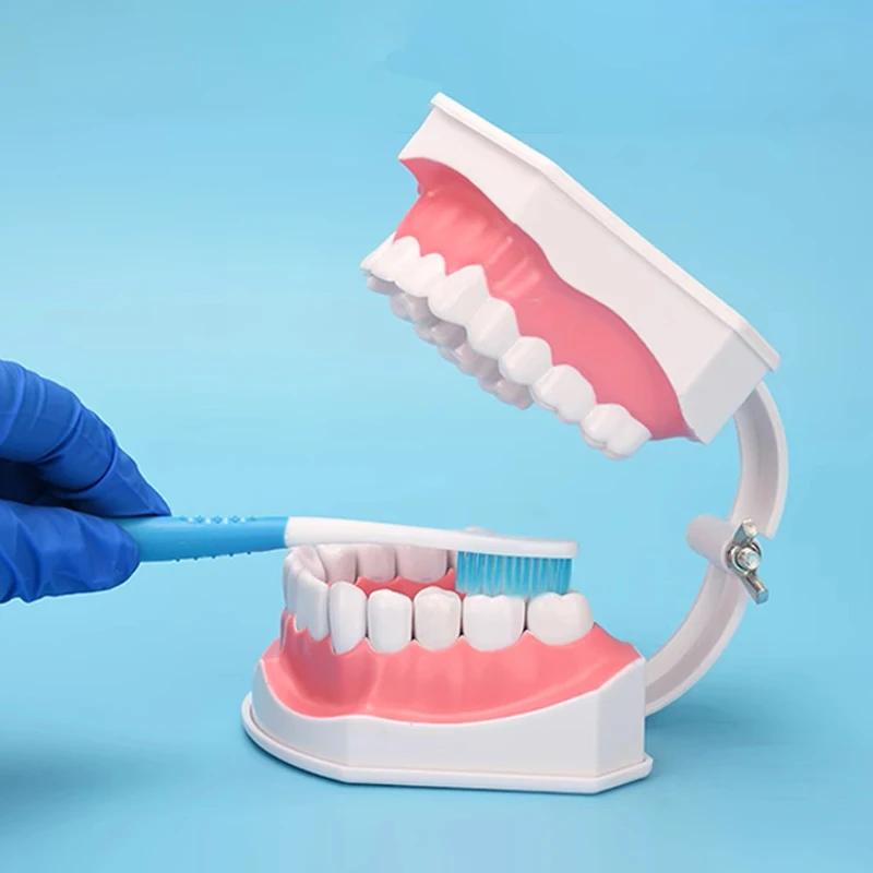 2X PVC Material Large Dental Teeth Model (28 Teeth) Dentist Student Teaching Instrument Tools Baby Oral Teaching Props
2X PVC Material Large Dental Teeth Model (28 Teeth) Dentist Student Teaching Instrument Tools Baby Oral Teaching Props