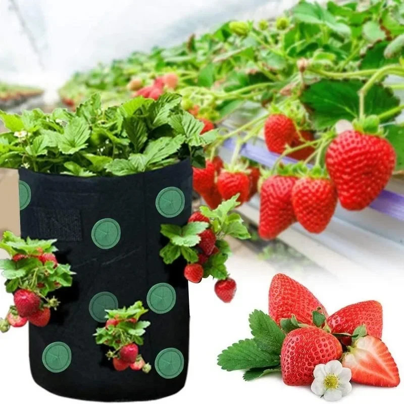 Garden Nursery Bag Strawberry Planting Bag Hanging Breathable Durable Reusable Planting Bag
Garden Nursery Bag Strawberry Planting Bag Hanging Breathable Durable Reusable Planting Bag