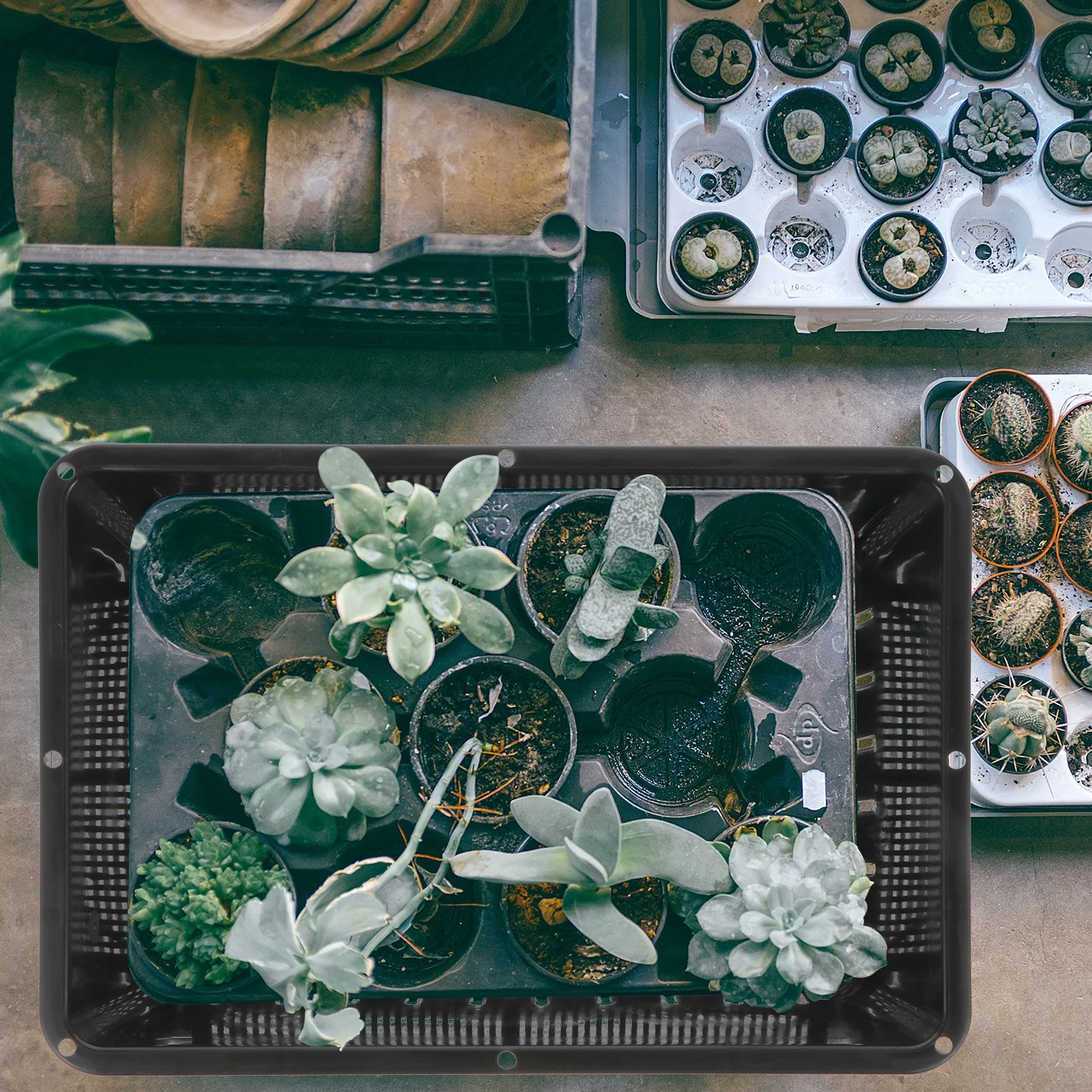 2Pcs Garden Seedling Trays Plastic Growing Starter Propagation Kit Drainage Holes Tray Set for Healthy Germination Plant Growth
2Pcs Garden Seedling Trays Plastic Growing Starter Propagation Kit Drainage Holes Tray Set for Healthy Germination Plant Growth