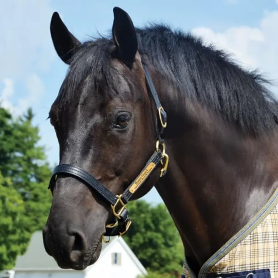 Horse halter for training and showing premium leather black triple-stitched durability with customizable brass name plate adjus
Horse halter for training and showing premium leather black triple-stitched durability with customizable brass name plate adjus