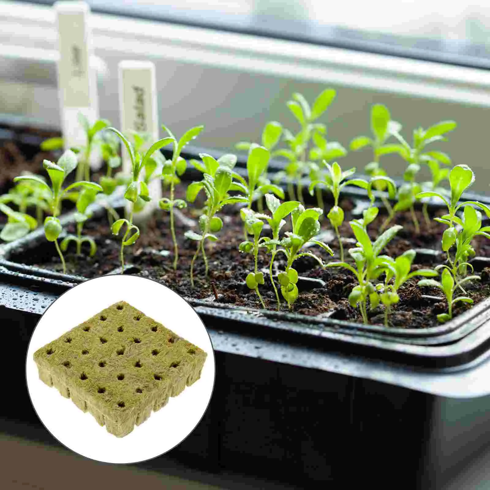 25 Pcs Cutting Seedling Block Flower Nutrient Gardening Soil Seedlings Nutrition
25 Pcs Cutting Seedling Block Flower Nutrient Gardening Soil Seedlings Nutrition