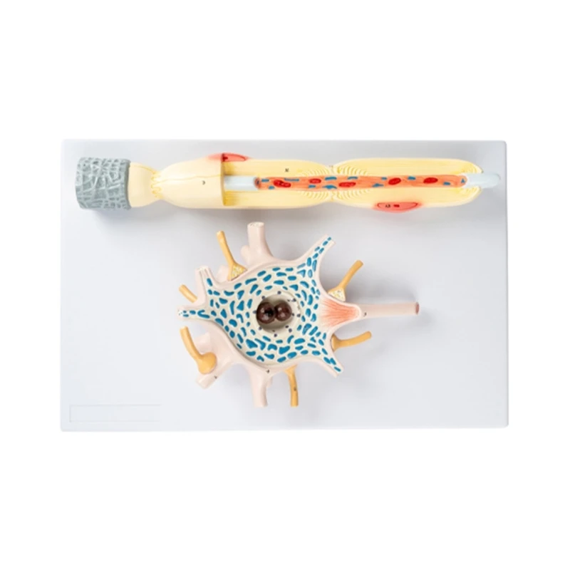 Neuronal Cell Body and Nerve Fiber Structure Amplification Model Teach Neuron Amplification Model, Human Anatomy Models
Neuronal Cell Body and Nerve Fiber Structure Amplification Model Teach Neuron Amplification Model, Human Anatomy Models