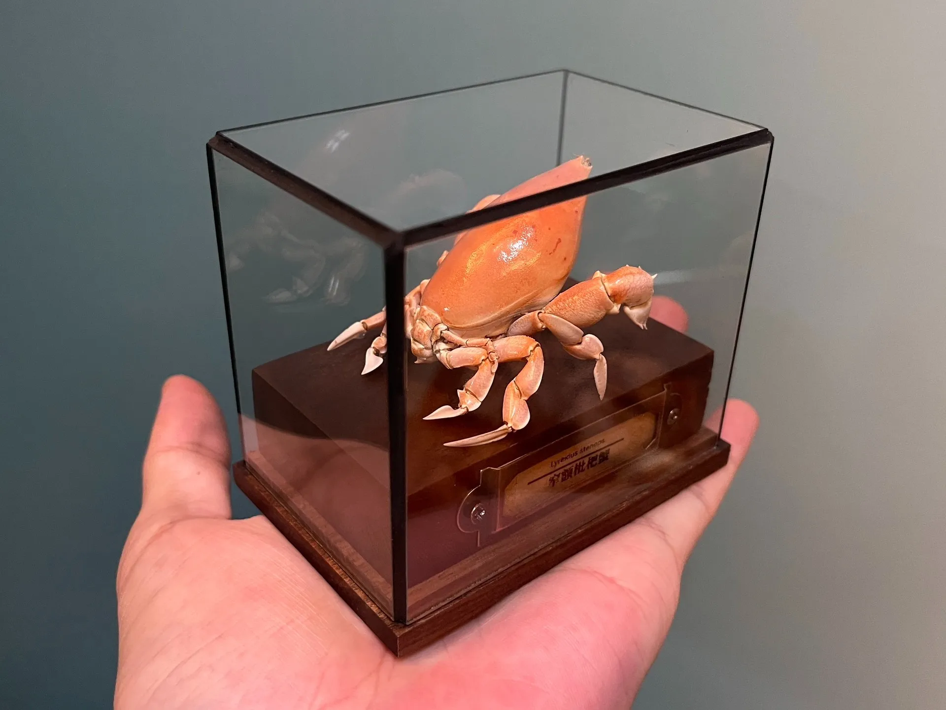 Lyreidus Stenops Real Crab Specimen Special Handicrafts Collectors Home Decor Ornament Desk Decoration Customized
Lyreidus Stenops Real Crab Specimen Special Handicrafts Collectors Home Decor Ornament Desk Decoration Customized