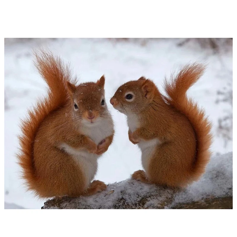 Round Diamond Painting DIY Diamond Painting Embroidery Kit Two Squirrel Diamond Painting
Round Diamond Painting DIY Diamond Painting Embroidery Kit Two Squirrel Diamond Painting