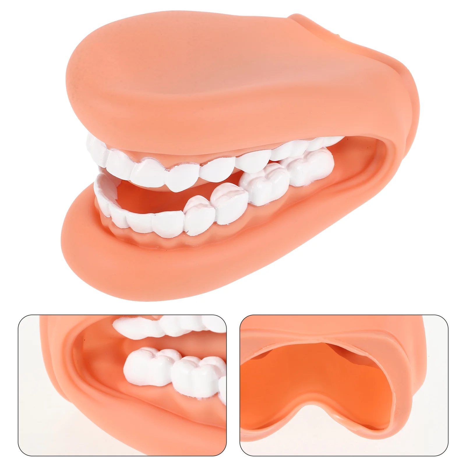 Standard Tooth Model Dental Mouth Model Tooth Teaching Model Dental Tooth Model Dental Tooth Model Tooth Teaching Models
Standard Tooth Model Dental Mouth Model Tooth Teaching Model Dental Tooth Model Dental Tooth Model Tooth Teaching Models
