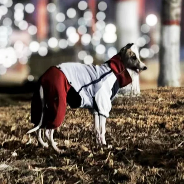 Dog Clothes Pet Winter Fall Coat Warm Middle Large Dogs Jacket Puppy Clothing Windrproof Costume Outfit Labrador Golden Satsuma
Dog Clothes Pet Winter Fall Coat Warm Middle Large Dogs Jacket Puppy Clothing Windrproof Costume Outfit Labrador Golden Satsuma