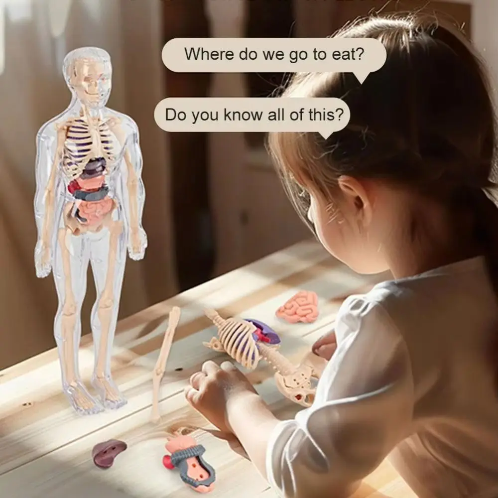 Plastics 3d Human Torso Model DIY Mannequin Construction Science Cognitive Puzzle Toy Education Toys Transparent
Plastics 3d Human Torso Model DIY Mannequin Construction Science Cognitive Puzzle Toy Education Toys Transparent