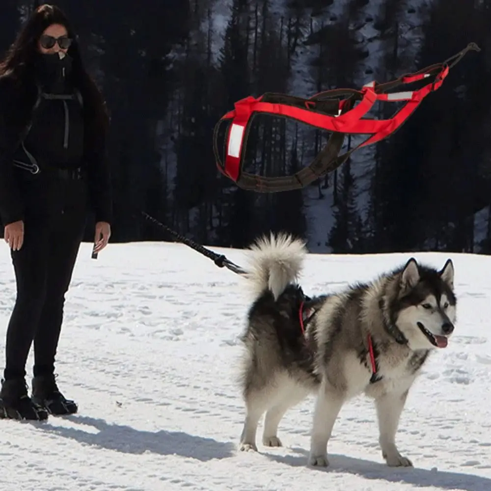 Waterproof Dog Sledding Harness Adjustable Reflective Pet Skijoring Harness Nylon Pet Training Pull Strength Strap Training
Waterproof Dog Sledding Harness Adjustable Reflective Pet Skijoring Harness Nylon Pet Training Pull Strength Strap Training
