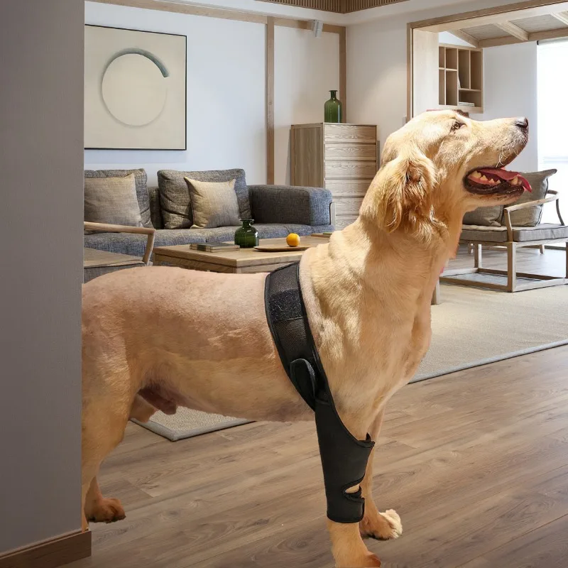 Old Dog Leg Brace Support Fracture Physical Therapy for Thigh Injury Support Adjustable Pet Knee Wrap Front Rear Limbs Splint
Old Dog Leg Brace Support Fracture Physical Therapy for Thigh Injury Support Adjustable Pet Knee Wrap Front Rear Limbs Splint