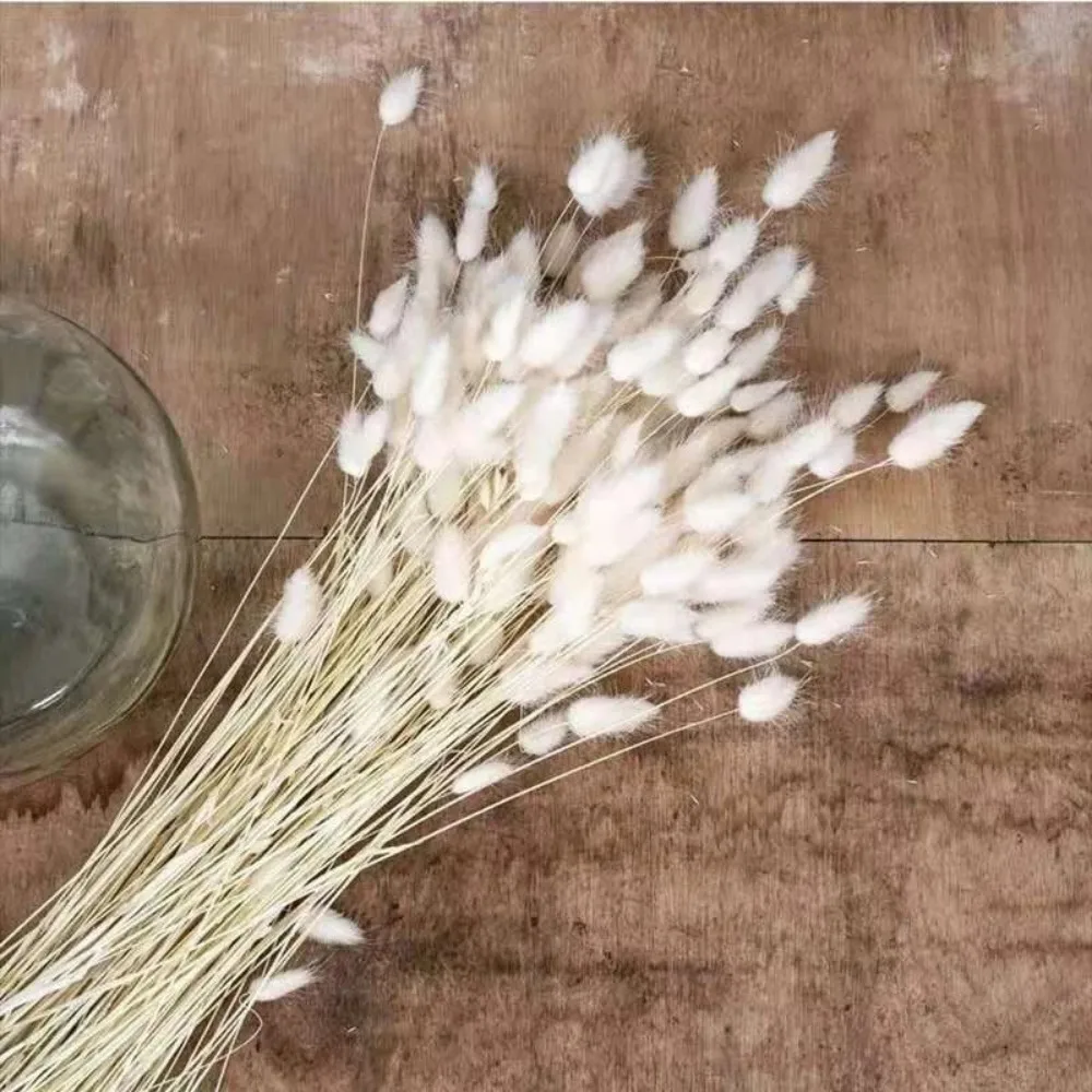 100PCS Dried Flower Real Natural Bunny Tail Pampas Grass Colorful Bouquet Flower Decoration Diy Wedding Home Decor Accessories
100PCS Dried Flower Real Natural Bunny Tail Pampas Grass Colorful Bouquet Flower Decoration Diy Wedding Home Decor Accessories