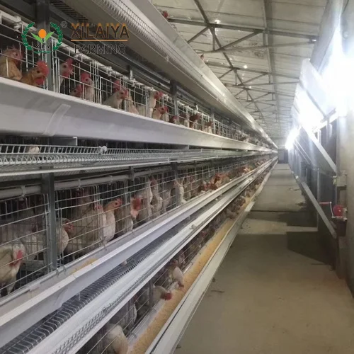Hot Selling Galvanized Metal Vertical H-type Automatic Layer Cage For Chicken Farms In China, Battery Cage
Hot Selling Galvanized Metal Vertical H-type Automatic Layer Cage For Chicken Farms In China, Battery Cage