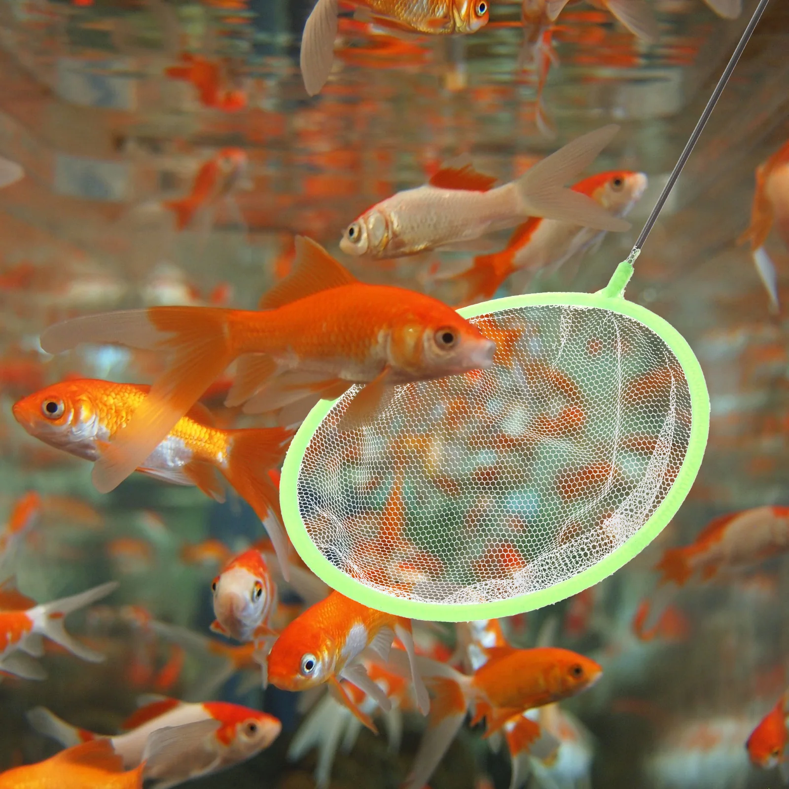 20 pcs Fish Tank Nets Telescopic H Net for Fish Shrimp Safety Catching Residue Removal Aquarium Pet Supplies
20 pcs Fish Tank Nets Telescopic H Net for Fish Shrimp Safety Catching Residue Removal Aquarium Pet Supplies