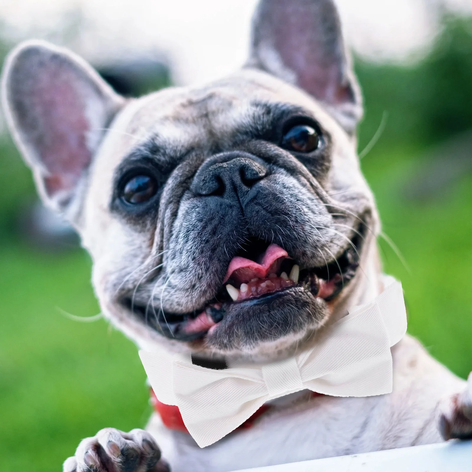 Pet Bow Tie Canvas Breathable Cozy Daily Wear Decorative Dog Collar Chic Design Skin Friendly Puppy Birthday Photo Shoot
Pet Bow Tie Canvas Breathable Cozy Daily Wear Decorative Dog Collar Chic Design Skin Friendly Puppy Birthday Photo Shoot