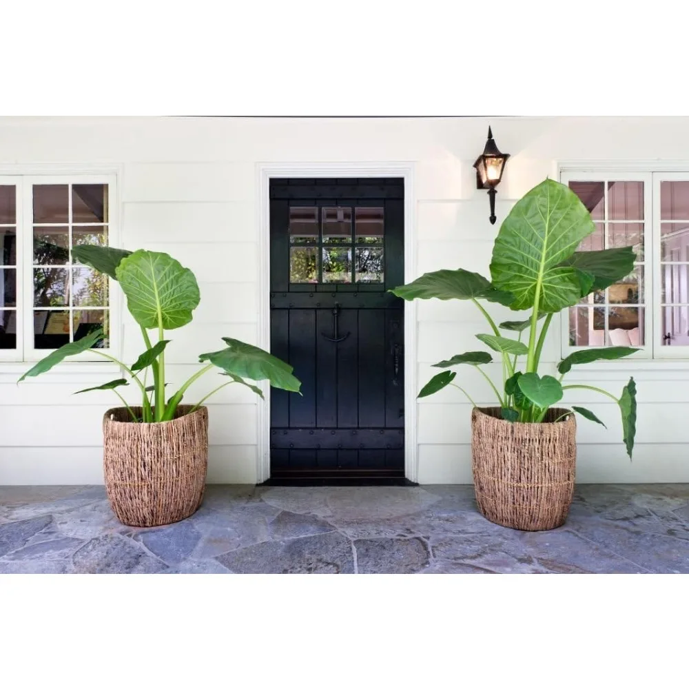 Madras Planter Basket, Plant Container, Tree Planter, Basket Front Door, Decorative Plants Pot, Woven Options for Every
Madras Planter Basket, Plant Container, Tree Planter, Basket Front Door, Decorative Plants Pot, Woven Options for Every
