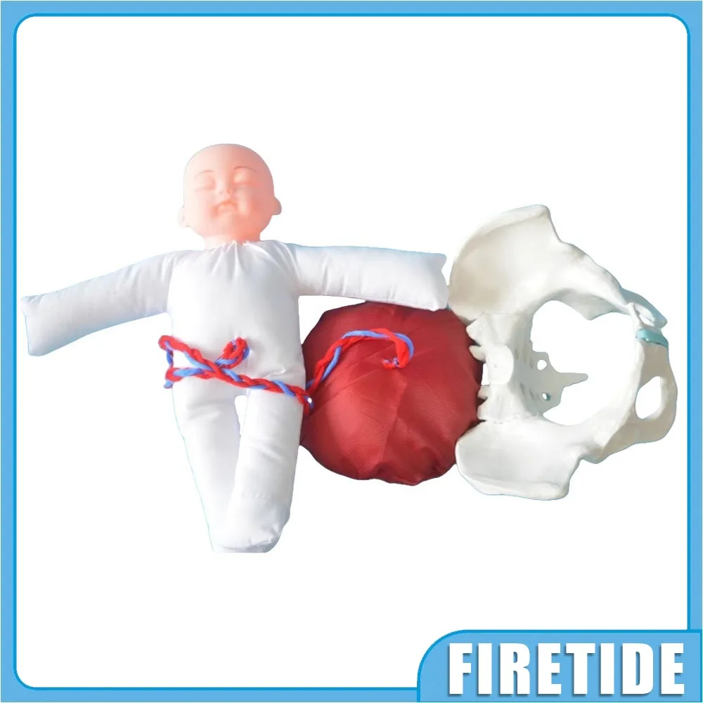 Childbirth Demonstration Pelvis Model-Mini Female Pelvis&Baby Model-for Study Display Teaching Medical Model,Educational Tool
Childbirth Demonstration Pelvis Model-Mini Female Pelvis&Baby Model-for Study Display Teaching Medical Model,Educational Tool