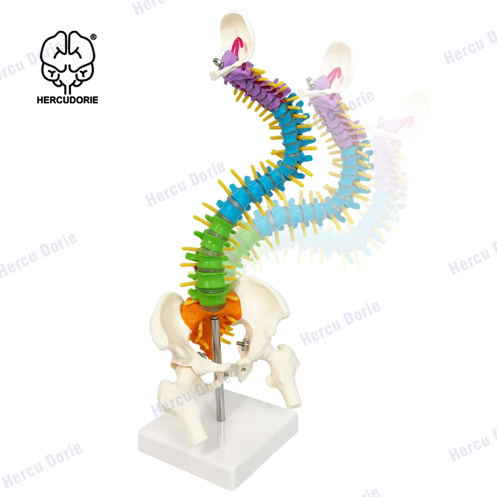 Mini Cord Model Anatomy Medical Education Model 17.7" Color Vertebral Column Model with Spinal Nerves, Pelvis, Femur
Mini Cord Model Anatomy Medical Education Model 17.7" Color Vertebral Column Model with Spinal Nerves, Pelvis, Femur