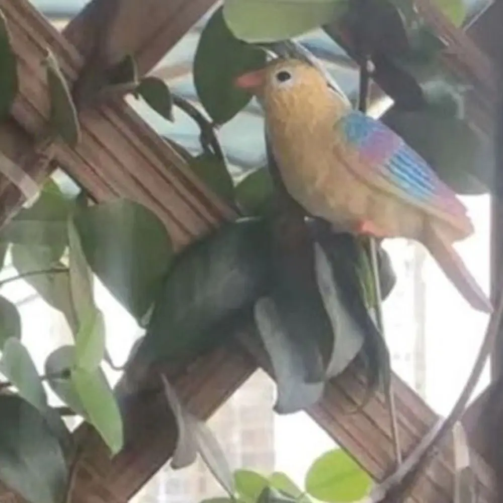 2Pcs Cute Garden Bird Decorative Stakes Lifelike Weatherproof Simulation Birds Figurine Resin Crafts Mini Bird Sculpture
2Pcs Cute Garden Bird Decorative Stakes Lifelike Weatherproof Simulation Birds Figurine Resin Crafts Mini Bird Sculpture