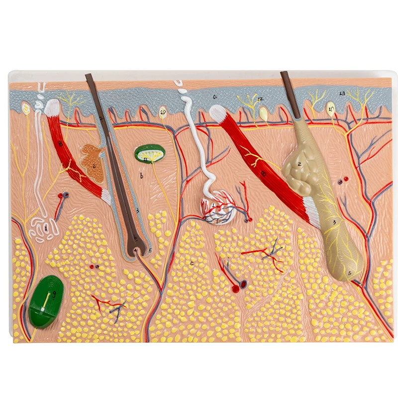 Skin Tissue Structure Enlarged Model Cosmetic Plastic Hair Skin Section Anatomical Model Educational Equipment Medical Gift
Skin Tissue Structure Enlarged Model Cosmetic Plastic Hair Skin Section Anatomical Model Educational Equipment Medical Gift