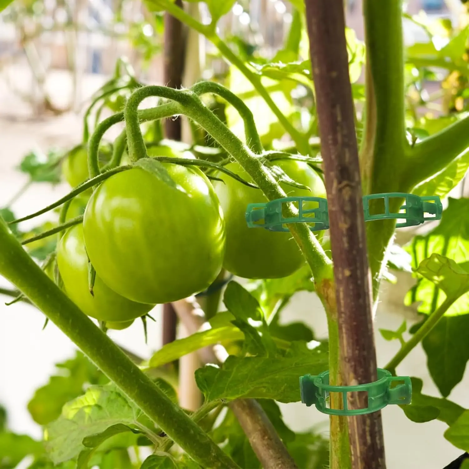 300Pcs Plant Support Clips, Green Plastic Vine Fixing Clips, Tomato Clips Garden Plant Stem Clips For Vine Branches Fixing
300Pcs Plant Support Clips, Green Plastic Vine Fixing Clips, Tomato Clips Garden Plant Stem Clips For Vine Branches Fixing