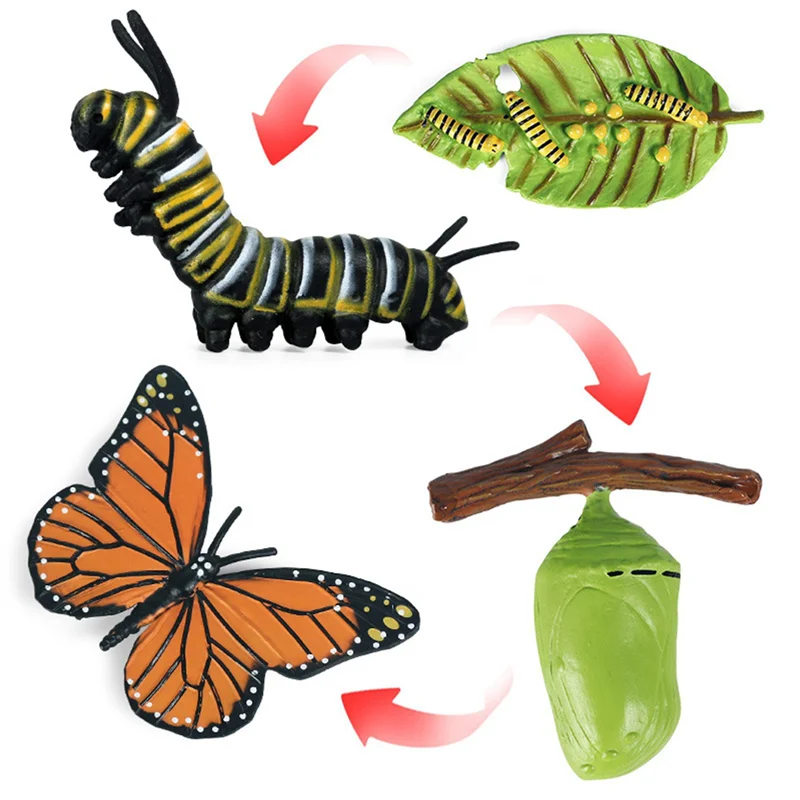 2X Simulation Life Cycle Figurine Of A Monarch Butterfly Growth Cycle Insect Animals Educational Biology Science
2X Simulation Life Cycle Figurine Of A Monarch Butterfly Growth Cycle Insect Animals Educational Biology Science