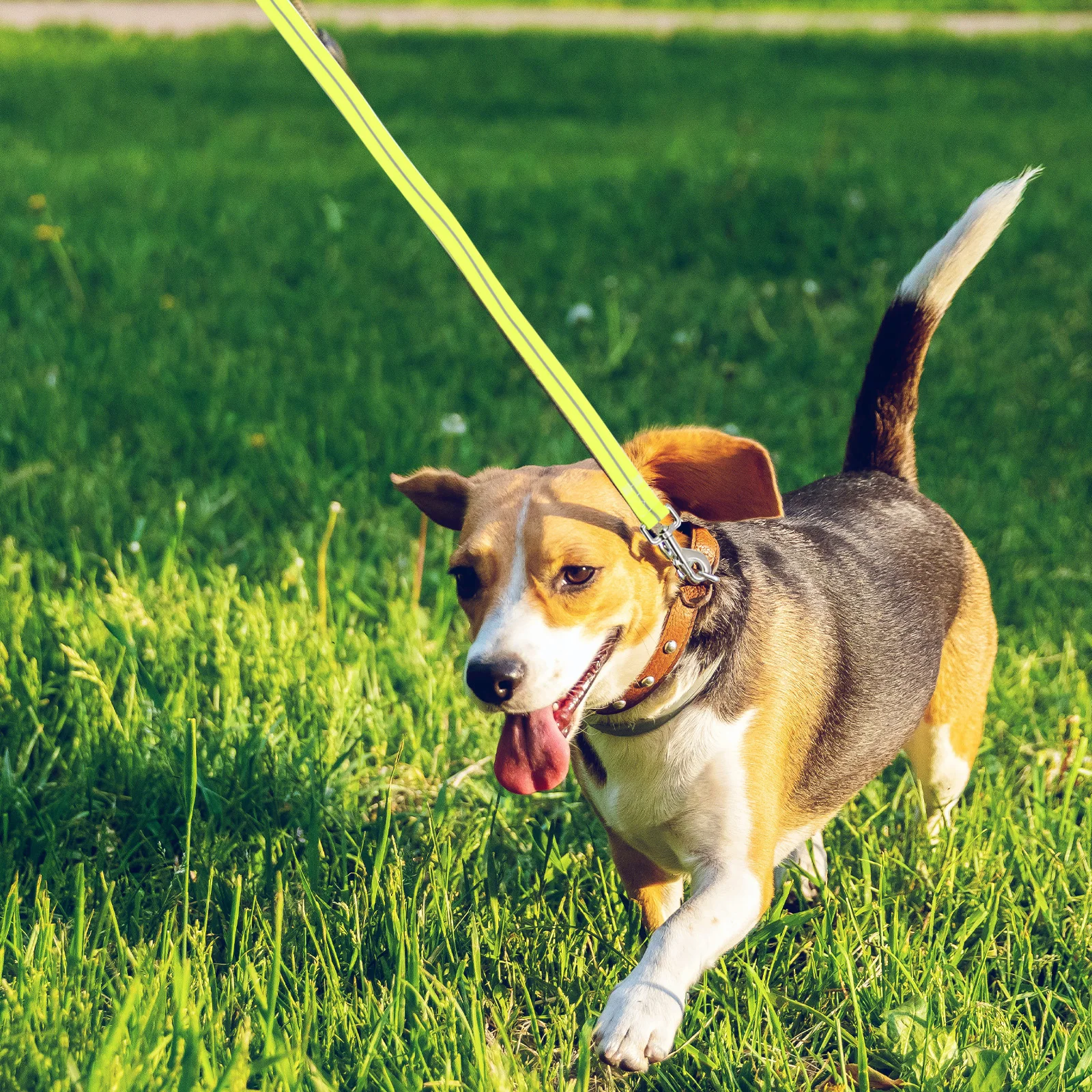 LED Glowing Dog Rope Light Up Puppy Leash Durable Compact Bright Small Medium Pets Outdoor Activities Pet Parties Competitions
LED Glowing Dog Rope Light Up Puppy Leash Durable Compact Bright Small Medium Pets Outdoor Activities Pet Parties Competitions