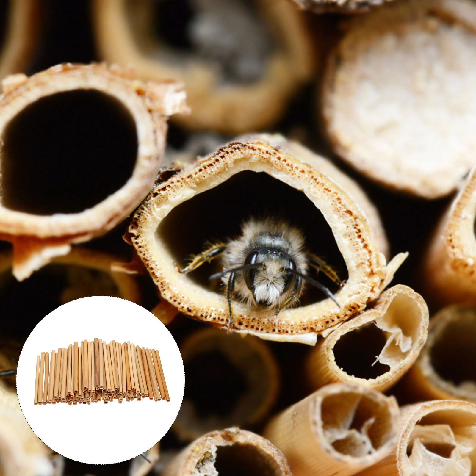 100Pcs Natural Reed Bee Tubes Bee House Tubes Empty Tube Honeycomb Bee Pollination Tube Refill Bee Tube Replacements Supplies
100Pcs Natural Reed Bee Tubes Bee House Tubes Empty Tube Honeycomb Bee Pollination Tube Refill Bee Tube Replacements Supplies
